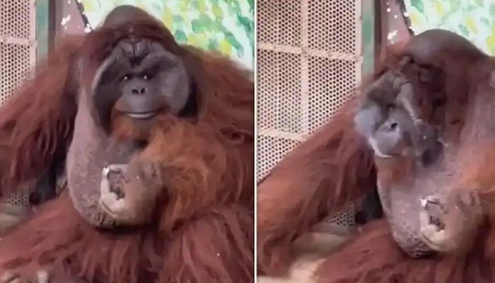 The picture shows an orangutan smoking a cigarette. — Screengrab/YouTube