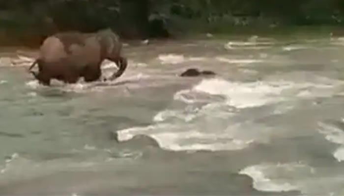 The picture shows a mother elephant saving its baby from drowning. — Screengrab/Twitter