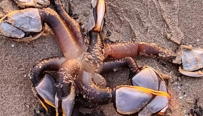 Sea creature identified as Gooseneck barnacles. — The Mirror