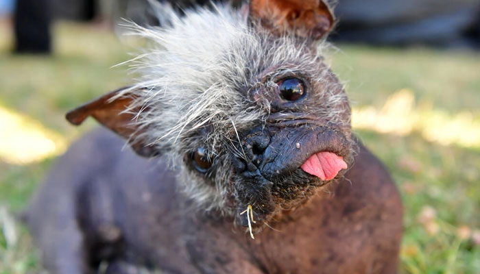 Behold Mr. Happy Face, crowned the worlds ugliest dog at a contest in Petaluma, California. — AFP