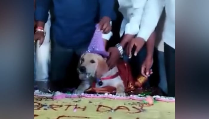 Pet dog, Krish, cutting his birthday cake.— Screengrab via Instagram/ India Today