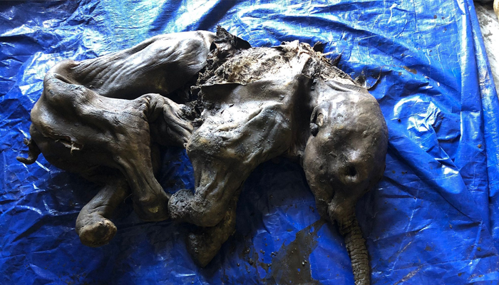 Baby woolly mammoth found in Trʼondëk Hwëchʼin Traditional Territory, Yukon, Canada. —Yukon Government