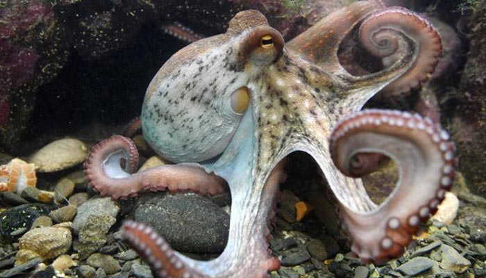 Study shows two species of octopuses have the same molecular analogy as human brain.  — AFP/File