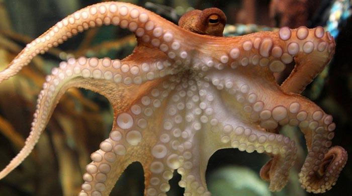 Octopus and human brain have same 'jumping genes': study 