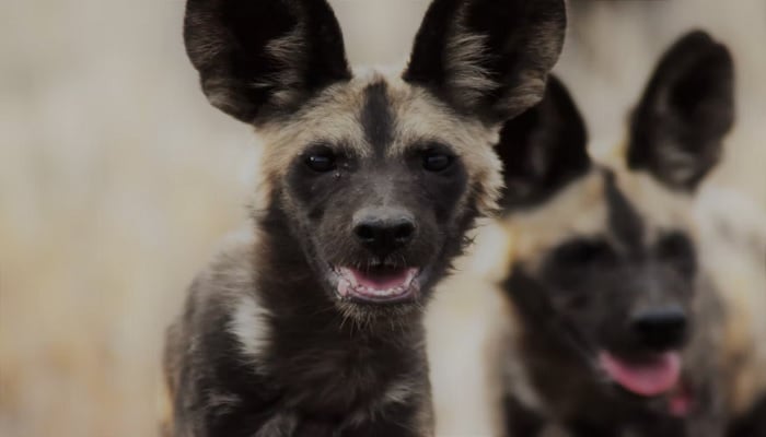Wild dog puppies look in the camera. — Unsplash