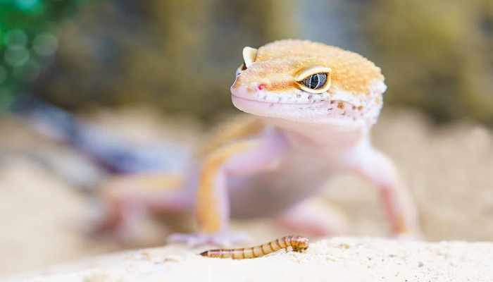 Shallow Focus Photography of Brown Gecko. — Pexel
