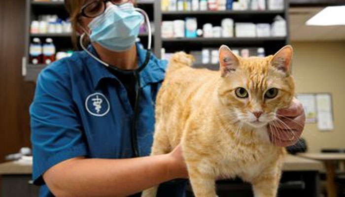 Representational image of a vet holding a cat. — Reuters