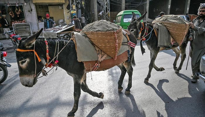 A labourer uses donkeys to transport sand on a street in Rawalpindi, Pakistan, on January 20, 2020. — AFP/File