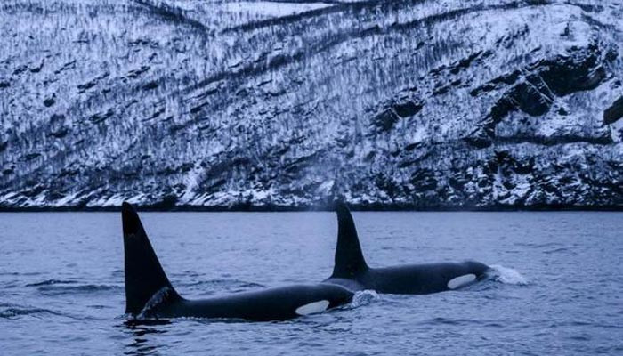 South African killer whales murder sharks, eat their livers - Geo News