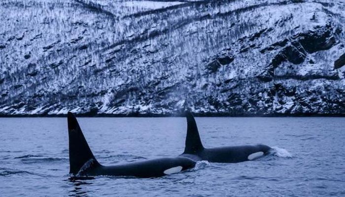 In addition to global warming, fishing and growing numbers of tourists pose a threat to killer whales. — AFP/File