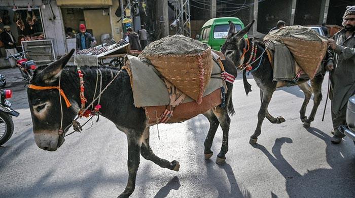 Petition filed in court against likening politicians to donkeys 