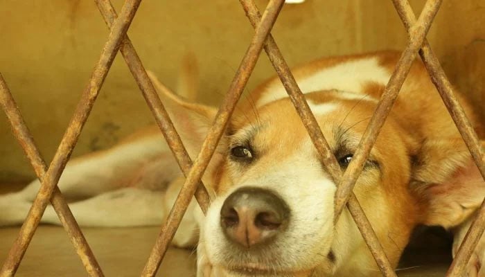 Islamabad memutuskan untuk mendenda, memenjarakan pelanggar kekejaman terhadap hewan