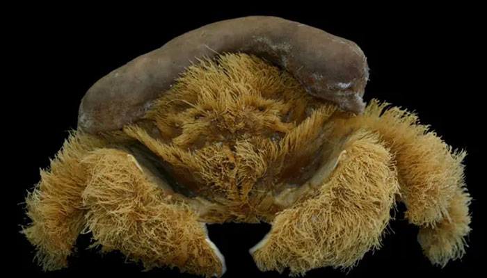 A newly discovered 'fluffy' species of sponge crab found off Western Australia's south coast—The Guardian/WA Museum.