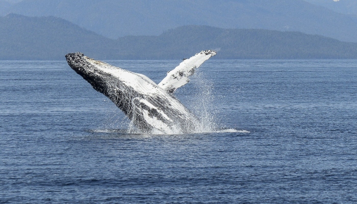 Image showing a humpback whale. — Pixabay/ Brigitte Werner