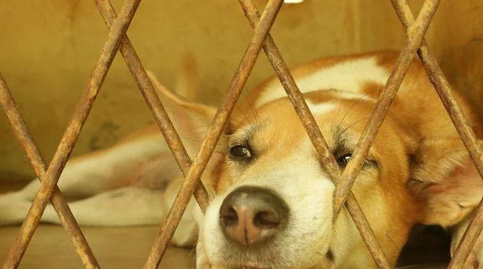 Islamabad decides to fine, jail animal cruelty offenders