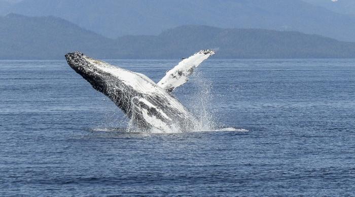Whales learn ‘incredibly complex’ songs from each other, study shows
