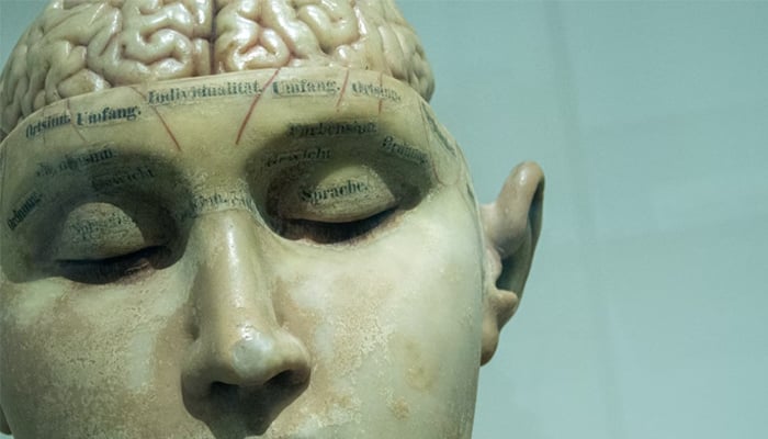 Brain model early 20th century.—Unsplash