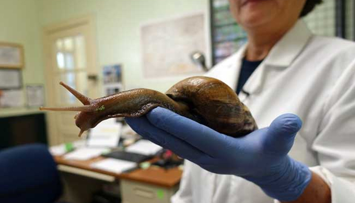 Mary Yong Cong, a Florida Dept. of Agriculture scientist, holds a Giant African Snail in her Miami lab on July 17, 2015.—AFP