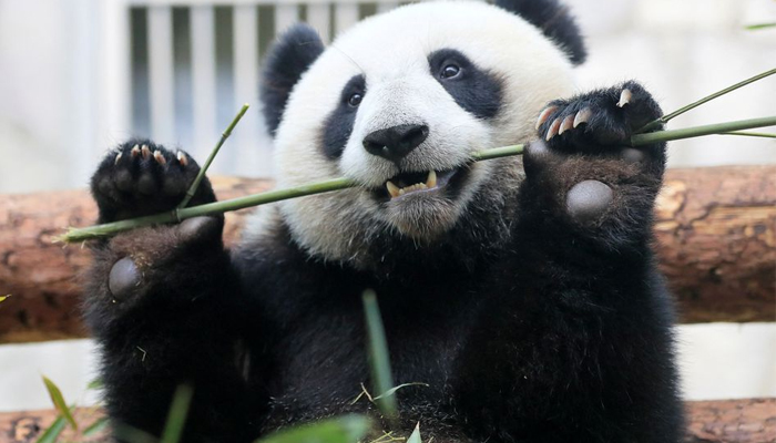 A giant panda eats bamboo inside an enclosure at the Moscow Zoo on a hot summer day in the capital Moscow, Russia June 7, 2019. —Reuters