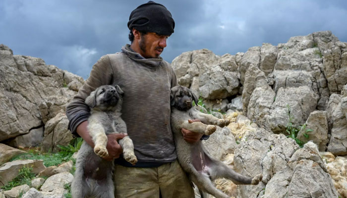 Tinggi di lembah-lembah Turki, para gembala Afghanistan memimpikan rumah
