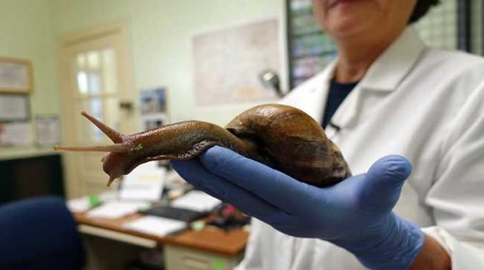 Giant snails the size of rats eat houses in Florida