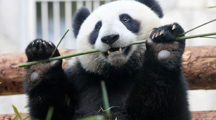 Marvels of evolution: Pandas and their extra 'false' thumb