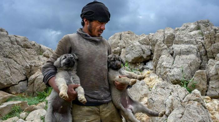 High up in Turkish valleys, Afghan shepherds dream of home