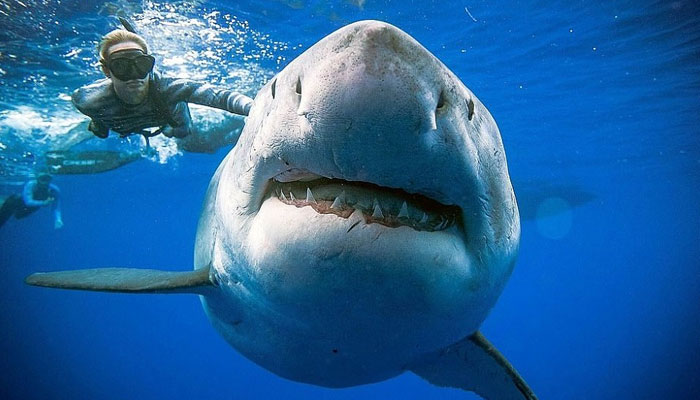 Representational image of a swimmer seen behind a sharks snout. — Reuters/File