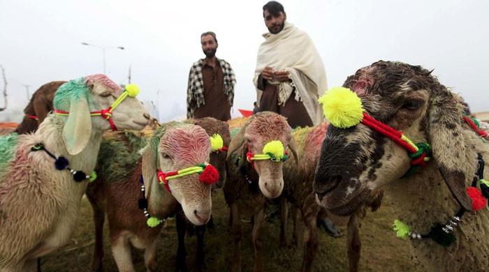 Raging inflation leaves Pakistanis struggling to buy sacrificial cattle for Eidul Adha