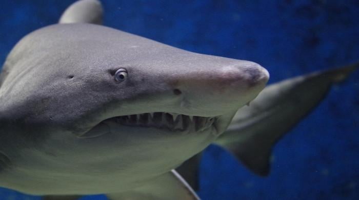 Shark kills 1 Austrian, 1 Romanian tourist in Egypt's Red Sea
