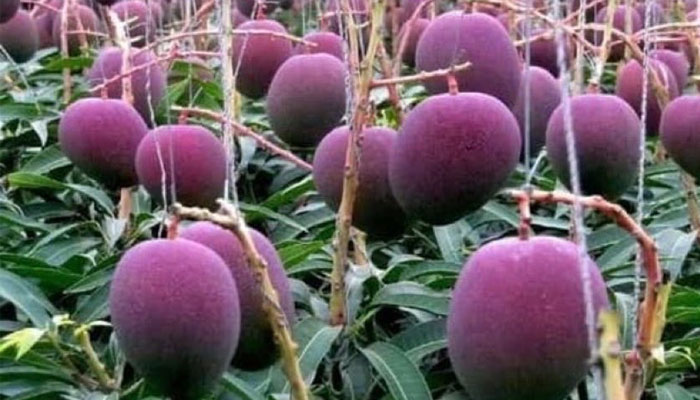 Purple mangoes are ready to be plucked from the trees. — Twitter/hvgoenka