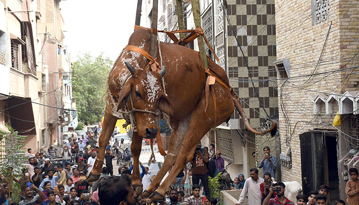 03 جولائی 2022 بروز اتوار کراچی کے ناظم آباد میں ایک گائے کو کرین کے ذریعے عمارت سے نیچے اتارا جا رہا ہے۔ - PPI