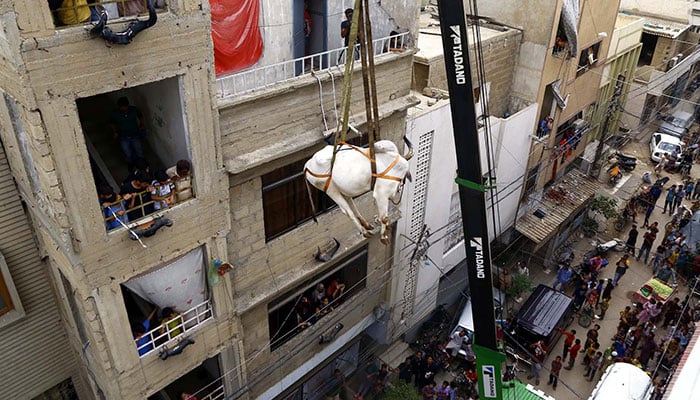 A cow is being lifted down a building using a crane in Nazimabad in Karachi on Sunday, July 03, 2022. —PPI