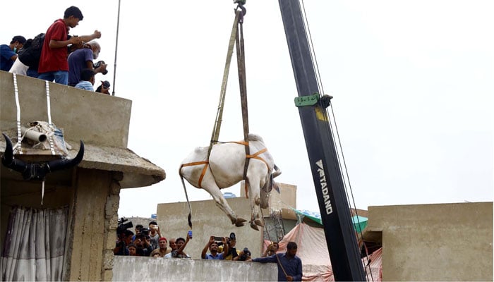 A cow is being lifted down a building using a crane in Nazimabad in Karachi on Sunday, July 03, 2022. —PPI