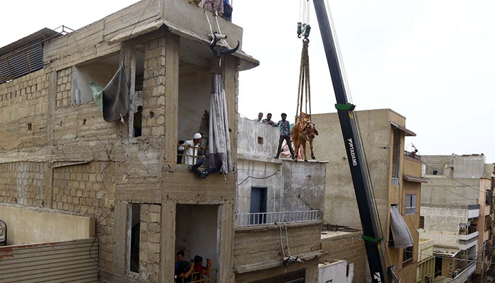 A cow is being lifted down a building using a crane in Nazimabad in Karachi on Sunday, July 03, 2022. — PPI