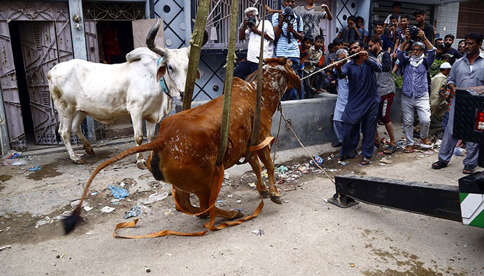 03 جولائی 2022 بروز اتوار کراچی کے ناظم آباد میں کرین کا استعمال کرتے ہوئے گائے کو عمارت سے نیچے لایا گیا۔ - PPI