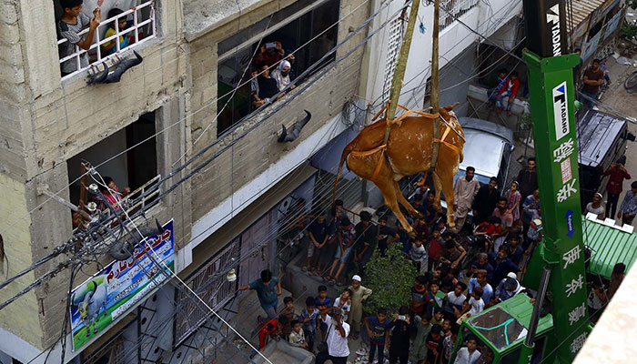 A cow is being lifted down a building using a crane in Nazimabad in Karachi on Sunday, July 03, 2022. — PPI