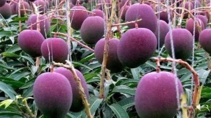 Did you know world's 'costliest' mangoes are purple
