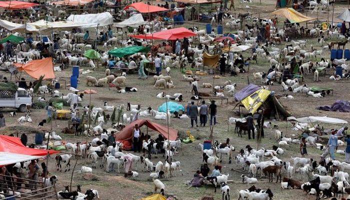 A general view of a cattle market, ahead of Eid ul Adha in Karachi, on June 26, 2020. — Reuters