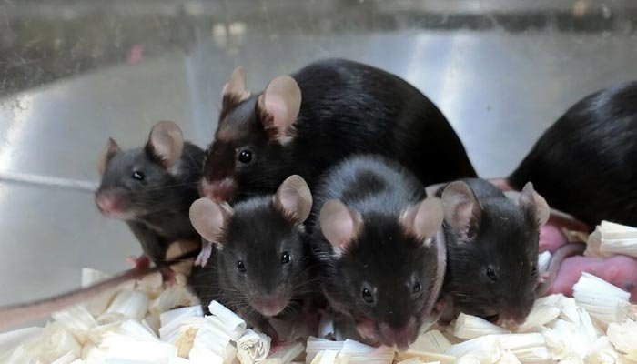 Japanese scientists produced cloned mice using freeze-dried cells. — Twitter/@tabbednews