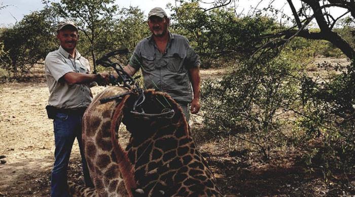 Trophy hunter who used to kill lions, giraffes mysteriously murdered