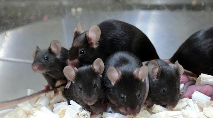 Freeze-dried mice: How a new technique could help conservation