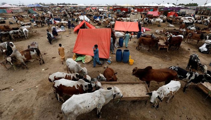 A general view of bulls for sale at a cattle market, ahead of Muslim festival of sacrifice Eid ul Adha, in Karachi, Pakistan. Photo: Reuters