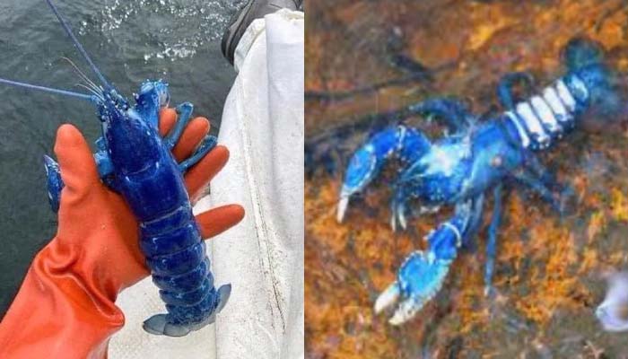 A rare blue lobster.—Screengrab via Twitter