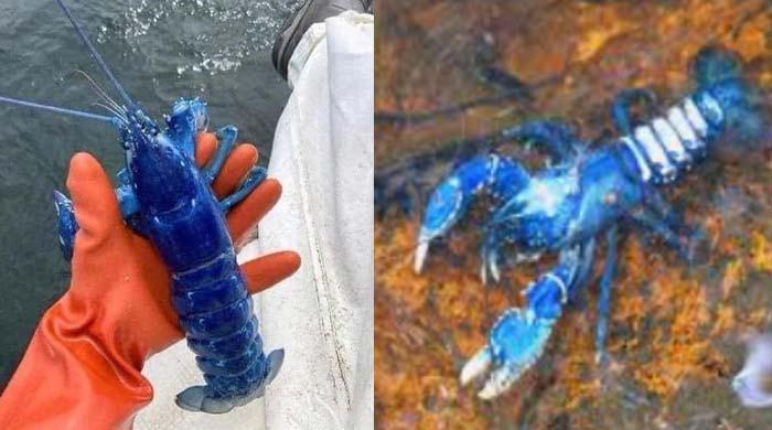 'One in two million' blue lobster takes internet by storm