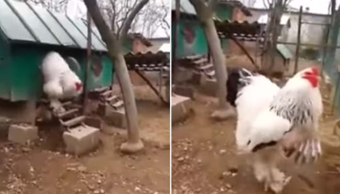 Worlds biggest chicken taking a walk.— Screengrab via Instagram/animals.hilarious