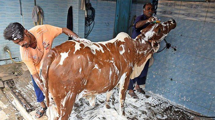 Karachiites turn to service stations for cleaning of sacrificial animals ahead of Eid ul Adha