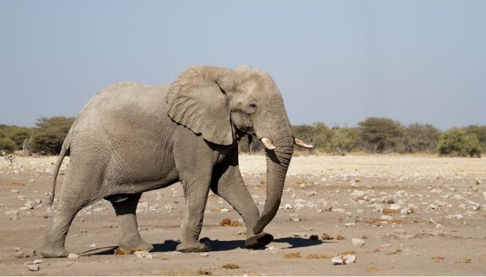 Elephant walking.— Unsplash