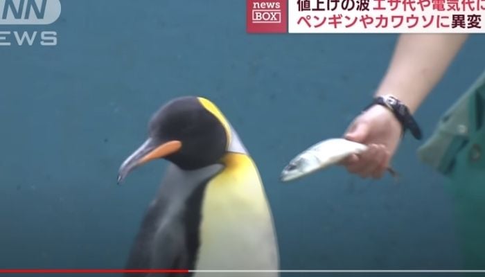 Penguins and otters at a Japanese aquarium have been turning their beaks and noses up at cheaper fish.— Screengrab via YouTube