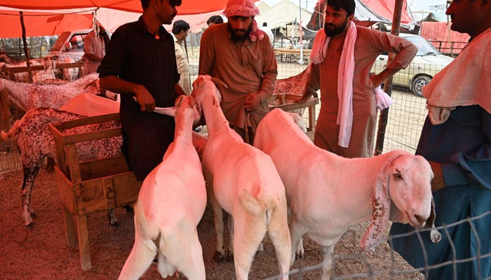 Customers bargaining with vendors (L) at a livestock market in Islamabad on July 8, 2022, ahead of Eid ul Adha. — AFP